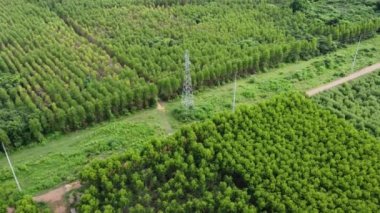 Tropikal bir ülkedeki okaliptüs ormanının yakınındaki yüksek voltaj direklerinin ve elektrik hatlarının havadan görüntüsü. Doğal manzara arka planı.