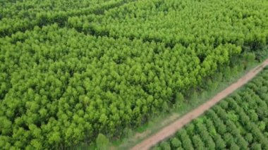 Kırsal okaliptüs tarlalarının güzel yeşil alanlarını kesen toprak yolun havadan görünüşü. Tayland 'daki okaliptüs ormanının en iyi manzarası. Doğal manzara arka planı.