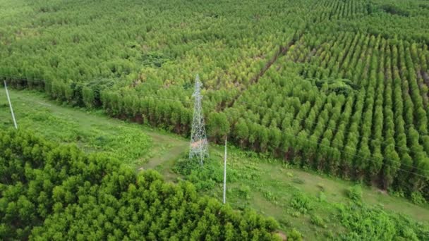 热带国家桉树林附近高压电塔和电线的空中景观 自然景观背景 — 图库视频影像