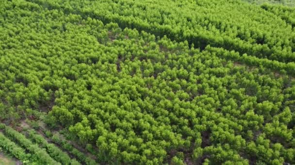 Kırsal Okaliptüs Tarlalarının Güzel Yeşil Alanlarını Kesen Toprak Yolun Havadan — Stok video