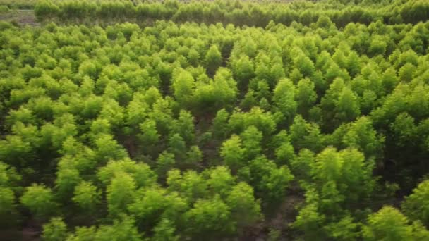 热带国家桉树人工林的空中景观 种植树木和在户外苗圃种植的最高视图 栽培业务 美丽的自然景观背景 — 图库视频影像