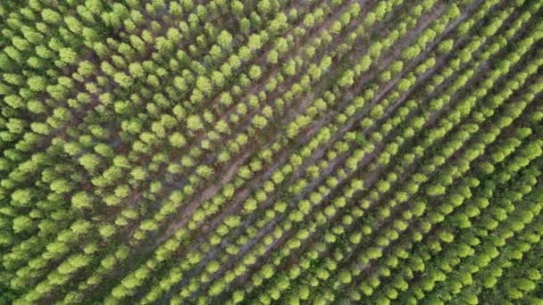 Вид Воздуха Плантацию Эвкалипта Тропической Стране Вид Сверху Культивационные Деревья — стоковое видео