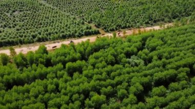 Sabah kırsal bir çayırda toprak bir yolda yürüyen inek sürüsünün hava manzarası. Kuzey Tayland 'ın yağmurlu mevsiminde sürüleri olan güzel yeşil tarım arazileri veya okaliptüs tarlaları..