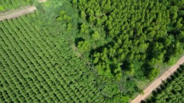 Tropikal ülkelerdeki tarım ve tarım alanlarının güzel manzaralarının havadan görünüşü. Tayland 'da okaliptüs tarlası. Doğal manzara arka planı.