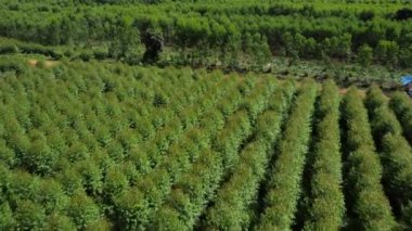 Tropikal bir ülkedeki okaliptüs tarlasının havadan görünüşü. Çiftlik ağaçlarının en üst görüntüsü ve açık havada fidanlık dikmek. Tarım işi. Güzel doğal manzara arka planı.