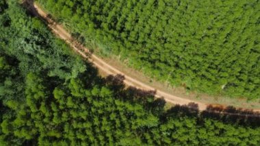 Tropikal ülkelerdeki tarım ve tarım alanlarının güzel manzaralarının havadan görünüşü. Tayland 'da okaliptüs tarlası. Doğal manzara arka planı.