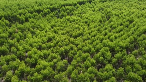 Vista Aérea Belas Paisagens Áreas Agrícolas Cultivo Países Tropicais Plantação — Vídeo de Stock
