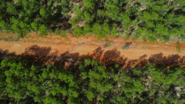 農村ユーカリ植林地の美しい緑の空間をカット未舗装道路の空中ビュー タイのユーカリ林のトップビュー 自然景観背景 — ストック動画