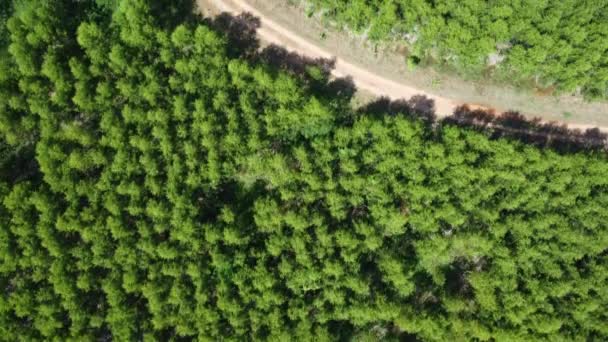 热带国家美丽的农业或种植区景观的空中景观 泰国的桉树种植园 自然景观背景 — 图库视频影像
