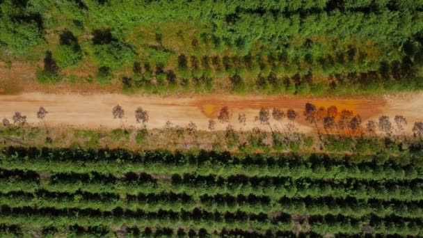 从空中俯瞰一条穿过美丽绿地的乡村桉树种植园的土路 泰国桉树森林的头像 自然景观背景 — 图库视频影像