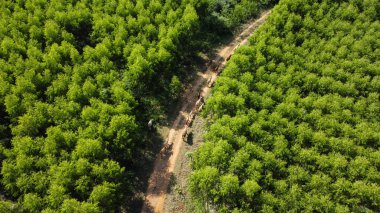 Sabah kırsal bir çayırda toprak bir yolda yürüyen inek sürüsünün hava manzarası. Kuzey Tayland 'ın yağmurlu mevsiminde sürüleri olan güzel yeşil tarım arazileri veya okaliptüs tarlaları..