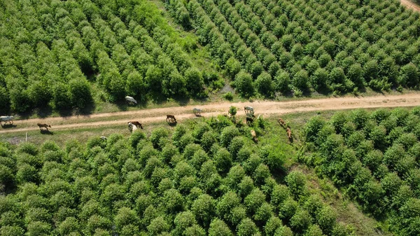 Veduta Aerea Una Mandria Mucche Che Camminano Una Strada Sterrata — Foto Stock