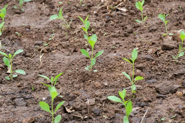 Plántulas Pimienta Las Granjas Orgánicas Las Plantas Jóvenes Pimienta Vegetal — Foto de Stock