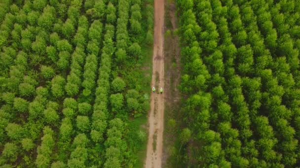 Biologi Sul Campo Esaminano Foreste Eucalipto Con Dati Ricerca Ricerche — Video Stock
