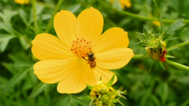 Fliegende Bienen Nektar an Kosmosblüten, voll hd. — Stockvideo