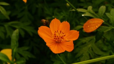 Arıların nektar kozmos çiçekleri, full hd, uçan.