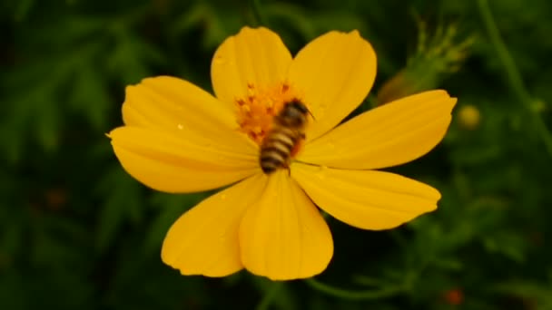 Nettare di api volanti a fiori Cosmos, pieno HD . — Video Stock