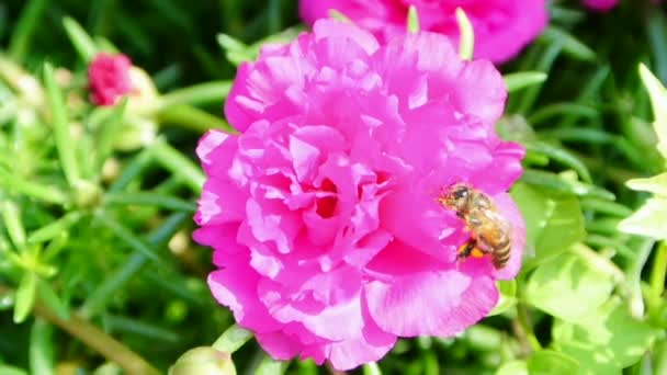 La abeja recoge el néctar dentro de la flor, completo HD . — Vídeos de Stock