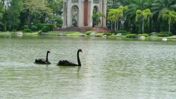 Zwarte zwanen zwemmen in het meer, volledige hd. — Stockvideo