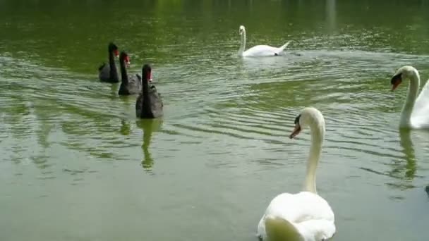 Cygnes blancs et noirs nageant dans le lac, full HD . — Video