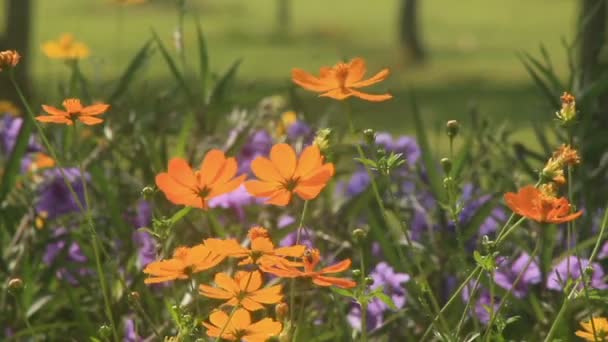 Kosmos Blumen im Wind, hd. — Stockvideo