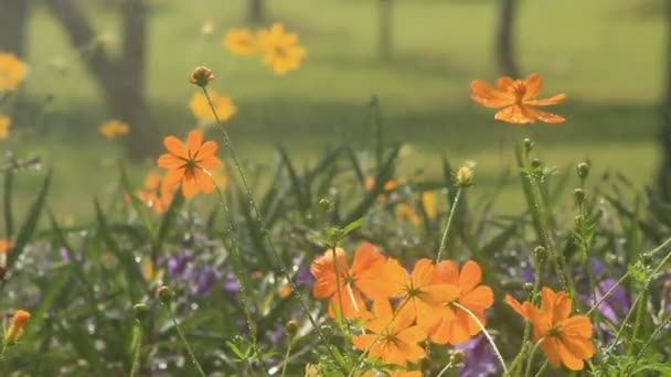 Yağmur cosmos çiçek, hd. — Stok video