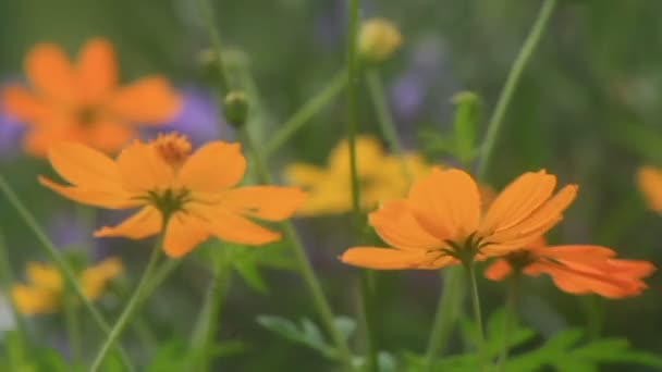 Kosmos Blumen im Wind, hd. — Stockvideo