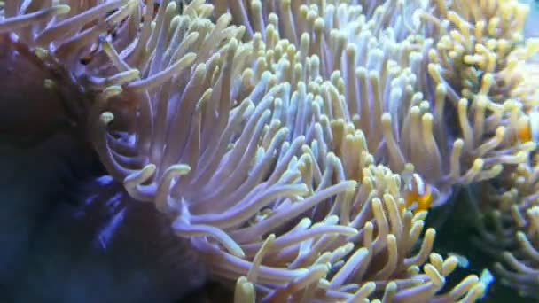 Palyaço balığı (nemo) ve deniz anemon, full hd. — Stok video