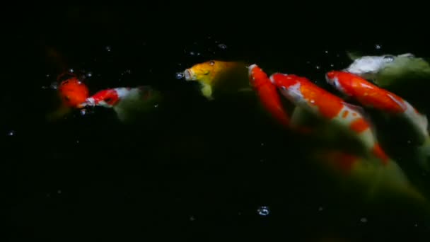 Colorful koi carps in pond, full HD. — Stock Video