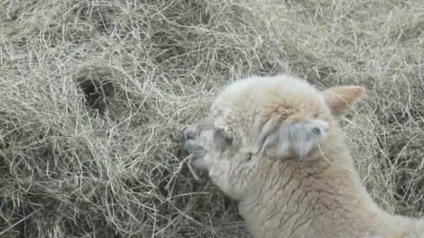 Alpaca comendo, HD 720 . — Vídeo de Stock