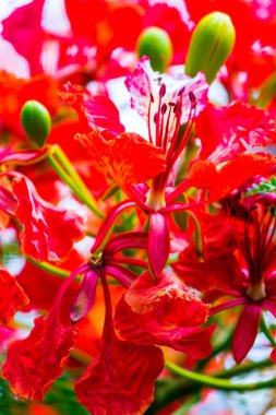 Yaz mevsiminde Poinciana Kraliyet Çiçeği.