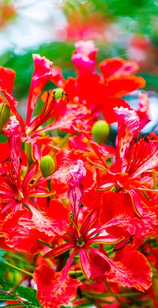 Flor Real Poinciana Jardín Casero Verano —  Fotos de Stock