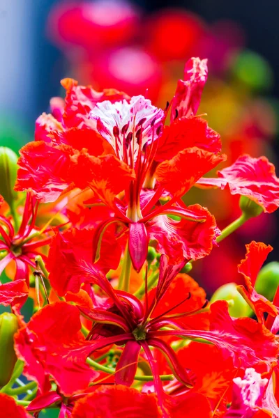 Royal Poinciana Blomma Hemträdgård Sommaren — Stockfoto