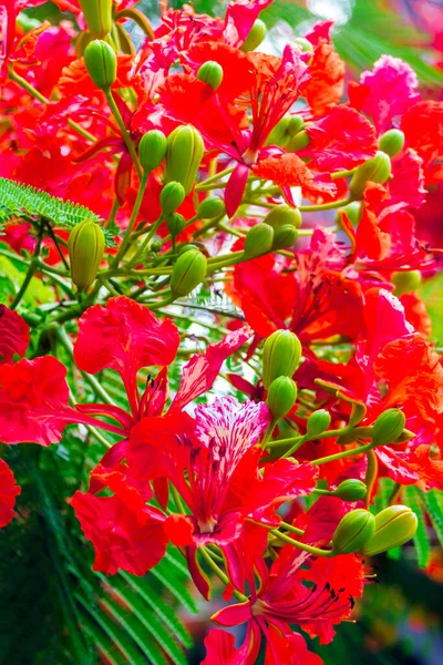 Royal Poinciana ดอกไม ในสวนบ านในฤด — ภาพถ่ายสต็อก