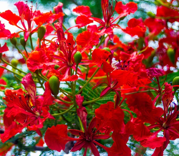 Królewski Kwiat Poinciana Ogrodzie Lecie — Zdjęcie stockowe