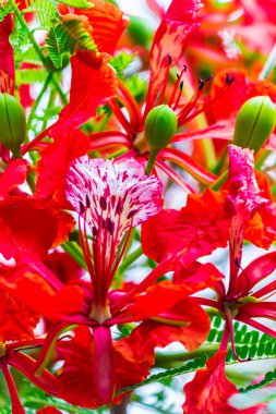Yaz mevsiminde Poinciana Kraliyet Çiçeği.