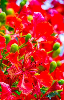 Yaz mevsiminde Poinciana Kraliyet Çiçeği.