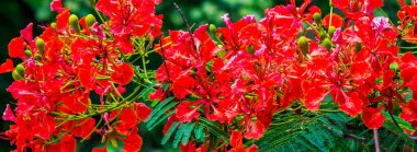 Yaz mevsiminde Poinciana Kraliyet Çiçeği.