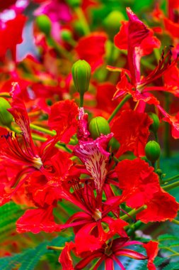 Yaz mevsiminde Poinciana Kraliyet Çiçeği.