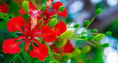 Yaz mevsiminde Poinciana Kraliyet Çiçeği.