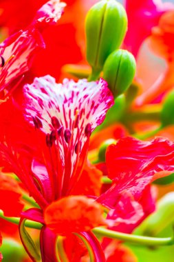 Yaz mevsiminde Poinciana Kraliyet Çiçeği.