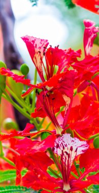 Yaz mevsiminde Poinciana Kraliyet Çiçeği.