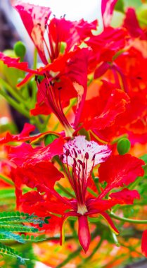 Yaz mevsiminde Poinciana Kraliyet Çiçeği.