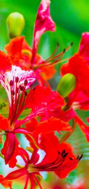 Yaz mevsiminde Poinciana Kraliyet Çiçeği.