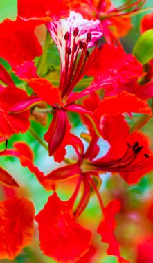 Yaz mevsiminde Poinciana Kraliyet Çiçeği.