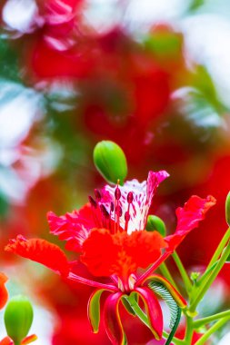 Yaz mevsiminde Poinciana Kraliyet Çiçeği.