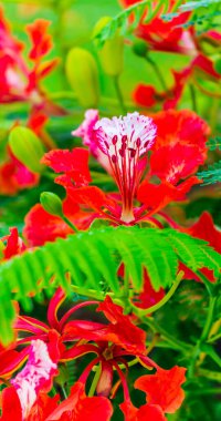 Yaz mevsiminde Poinciana Kraliyet Çiçeği.