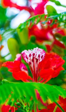 Yaz mevsiminde Poinciana Kraliyet Çiçeği.