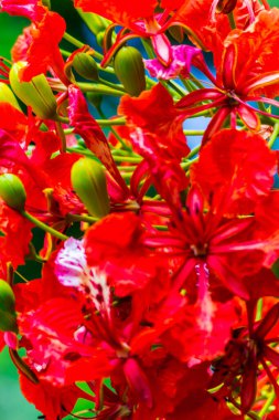 Yaz mevsiminde Poinciana Kraliyet Çiçeği.