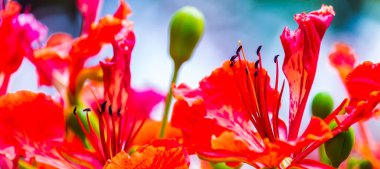 Yaz mevsiminde Poinciana Kraliyet Çiçeği.